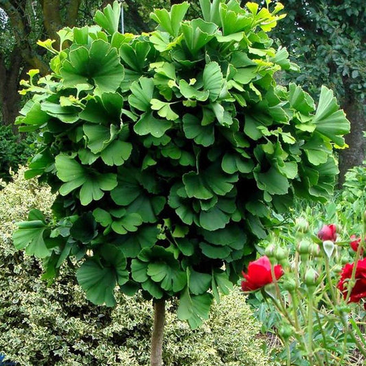 Mariken Maidenhair Tree - LandscapeDirect