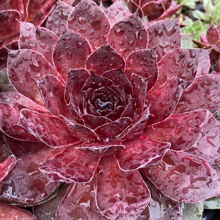 Maroon Mountain Hens and Chicks - LandscapeDirect