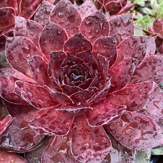 Maroon Mountain Hens and Chicks - LandscapeDirect