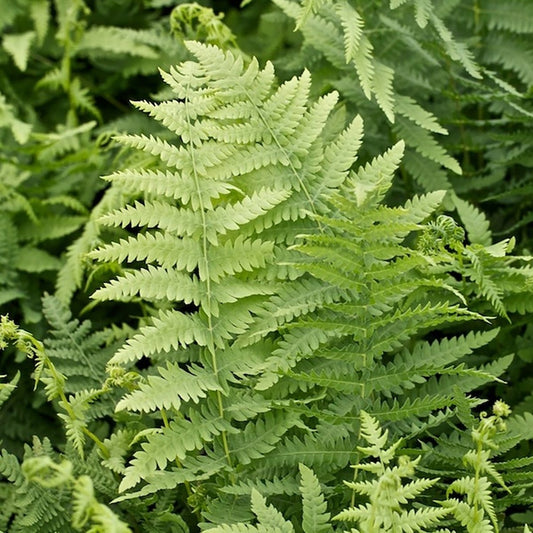 Marsh Fern - LandscapeDirect