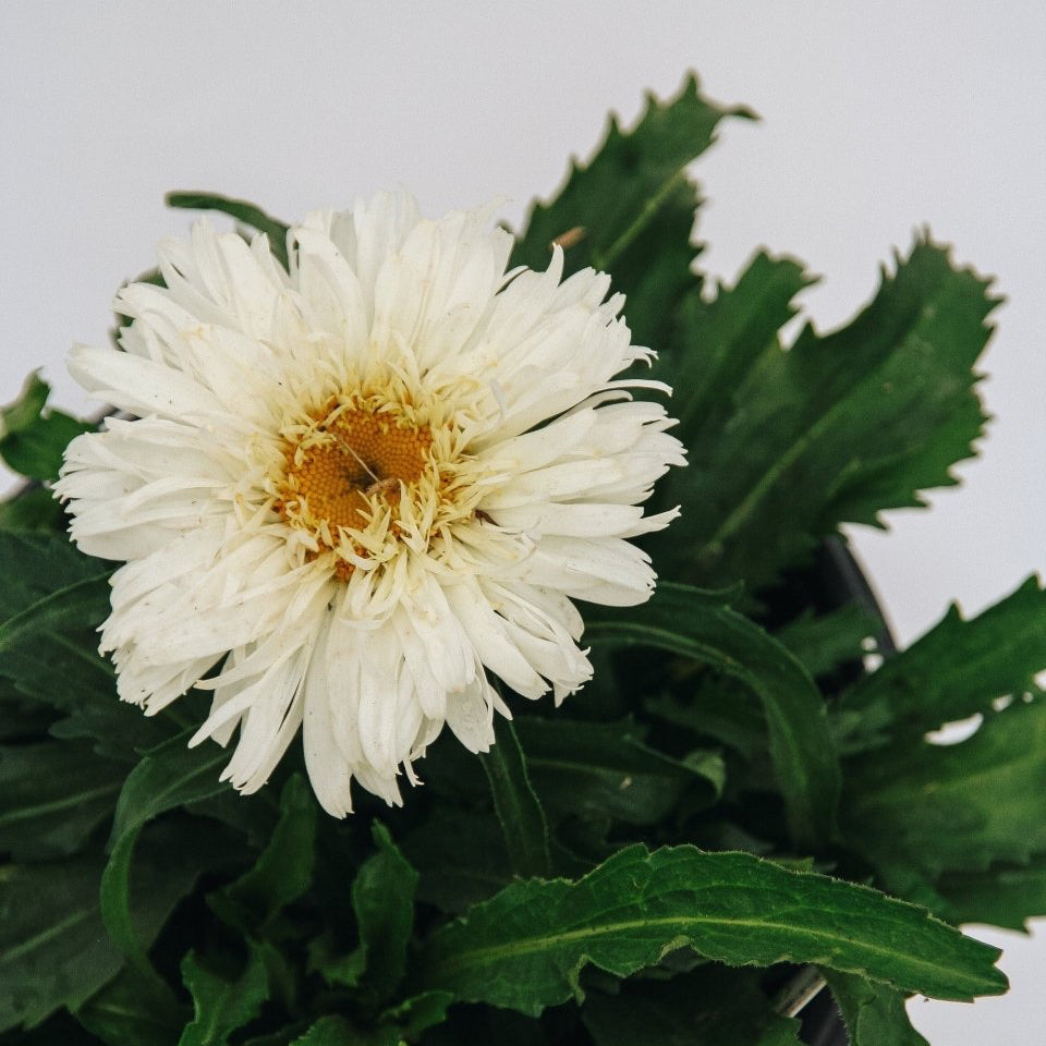Marshmallow Shasta Daisy - LandscapeDirect