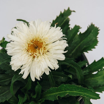Marshmallow Shasta Daisy - LandscapeDirect