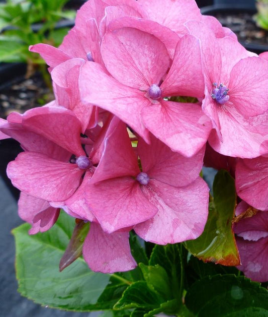 Masja Bigleaf Hydrangea - LandscapeDirect