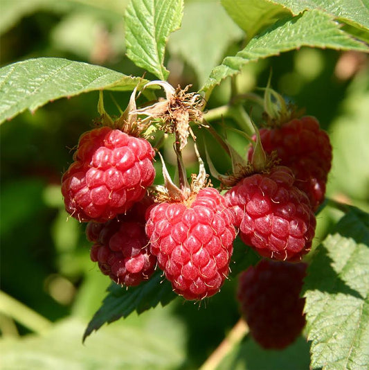 Framboise douce