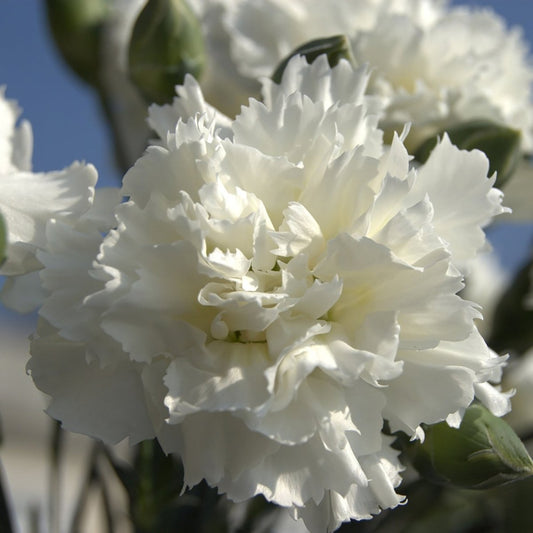 Memories Pinks - LandscapeDirect