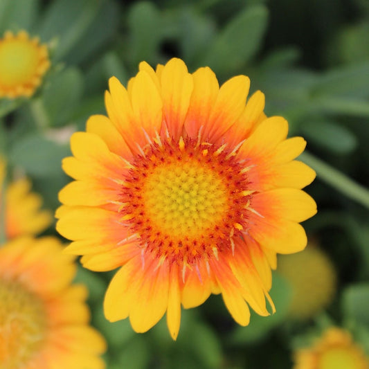 Mesa Peach Blanket Flower - LandscapeDirect