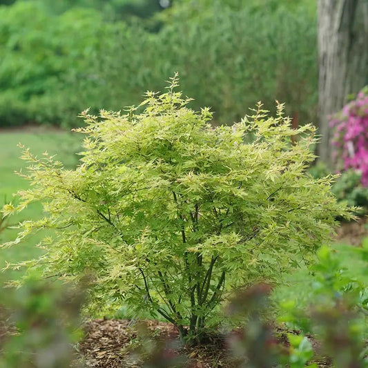 METAMORPHOSA® Maple - LandscapeDirect