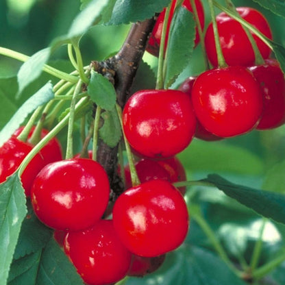Meteor Cherry - LandscapeDirect
