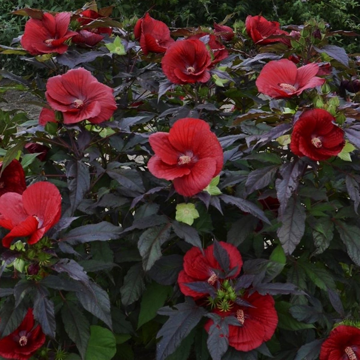 Midnight Marvel Rose Mallow - LandscapeDirect