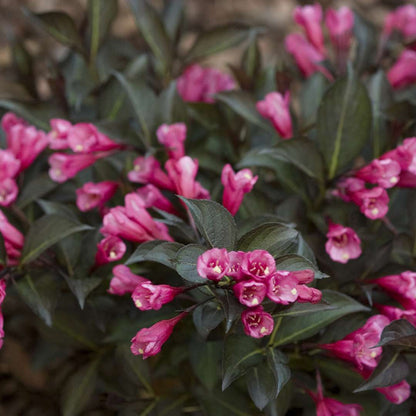 Midnight Wine Shine Weigela - LandscapeDirect
