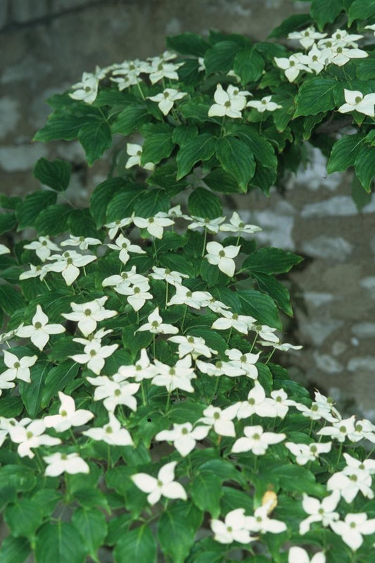 Milky Way Chinese Dogwood