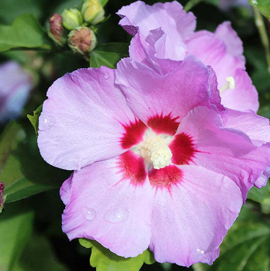 Minerve Rose de Sharon