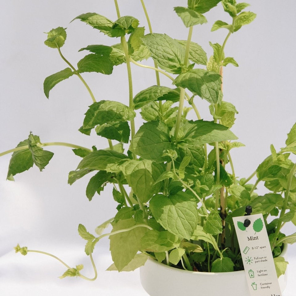 Mint - LandscapeDirect