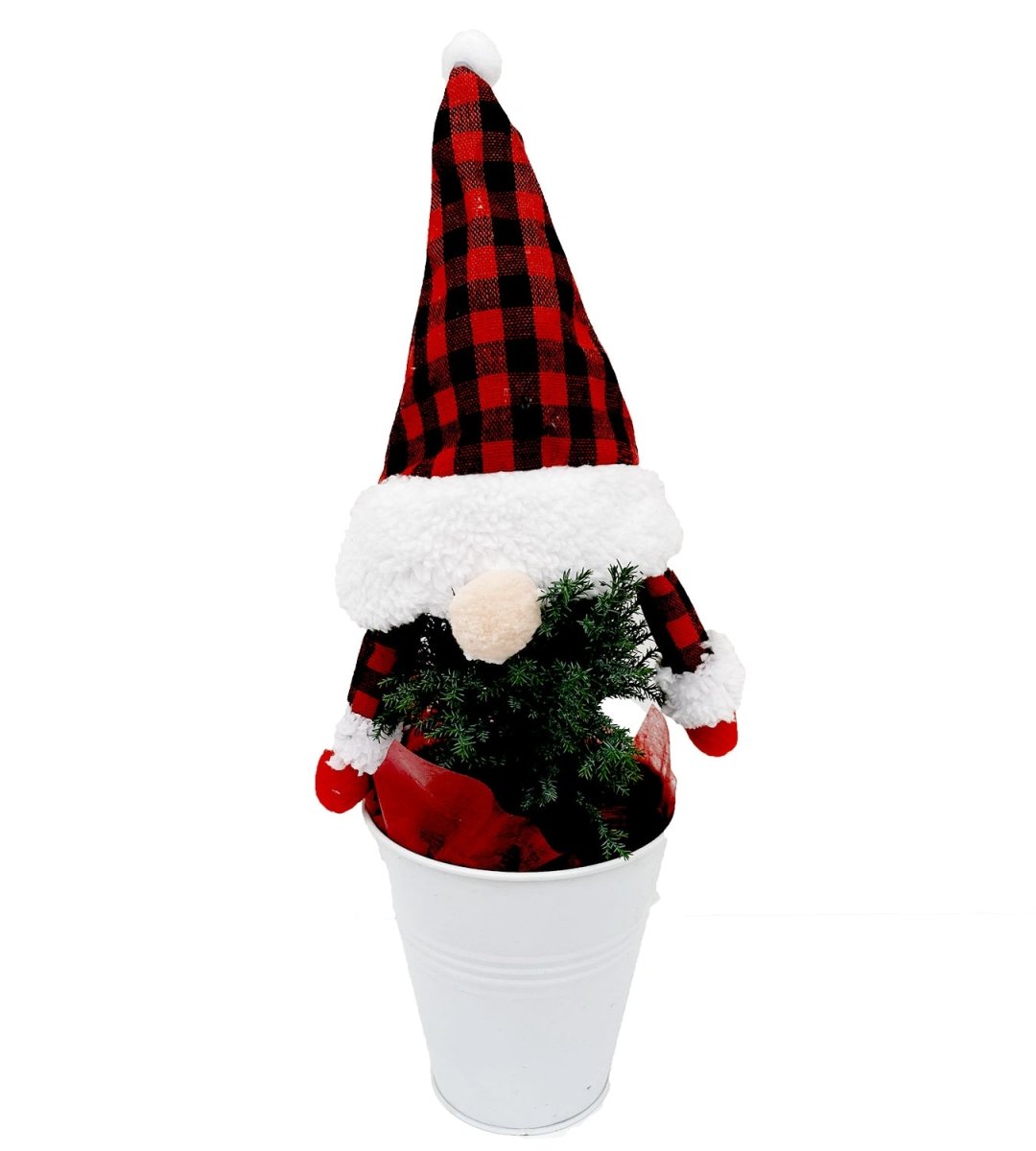 Mirjam Greencrest Cypress Gnome Tree - LandscapeDirect