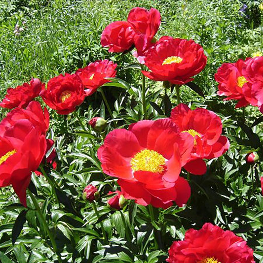 Miss Mary Peony - LandscapeDirect