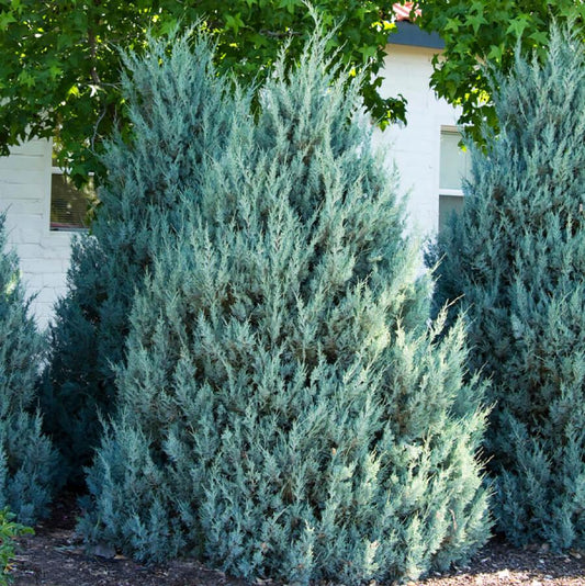 Moffat Blue Rocky Mountain Juniper - LandscapeDirect