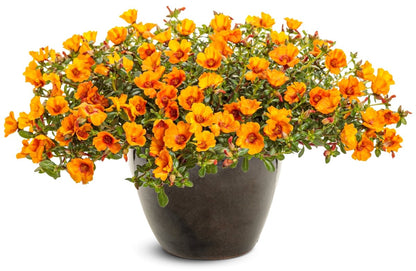 Mojave Mango purslane - LandscapeDirect