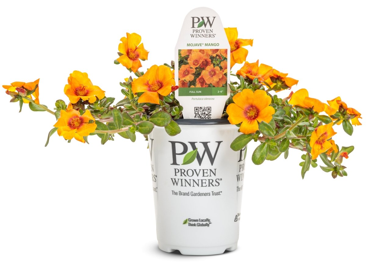 Mojave Mango purslane - LandscapeDirect