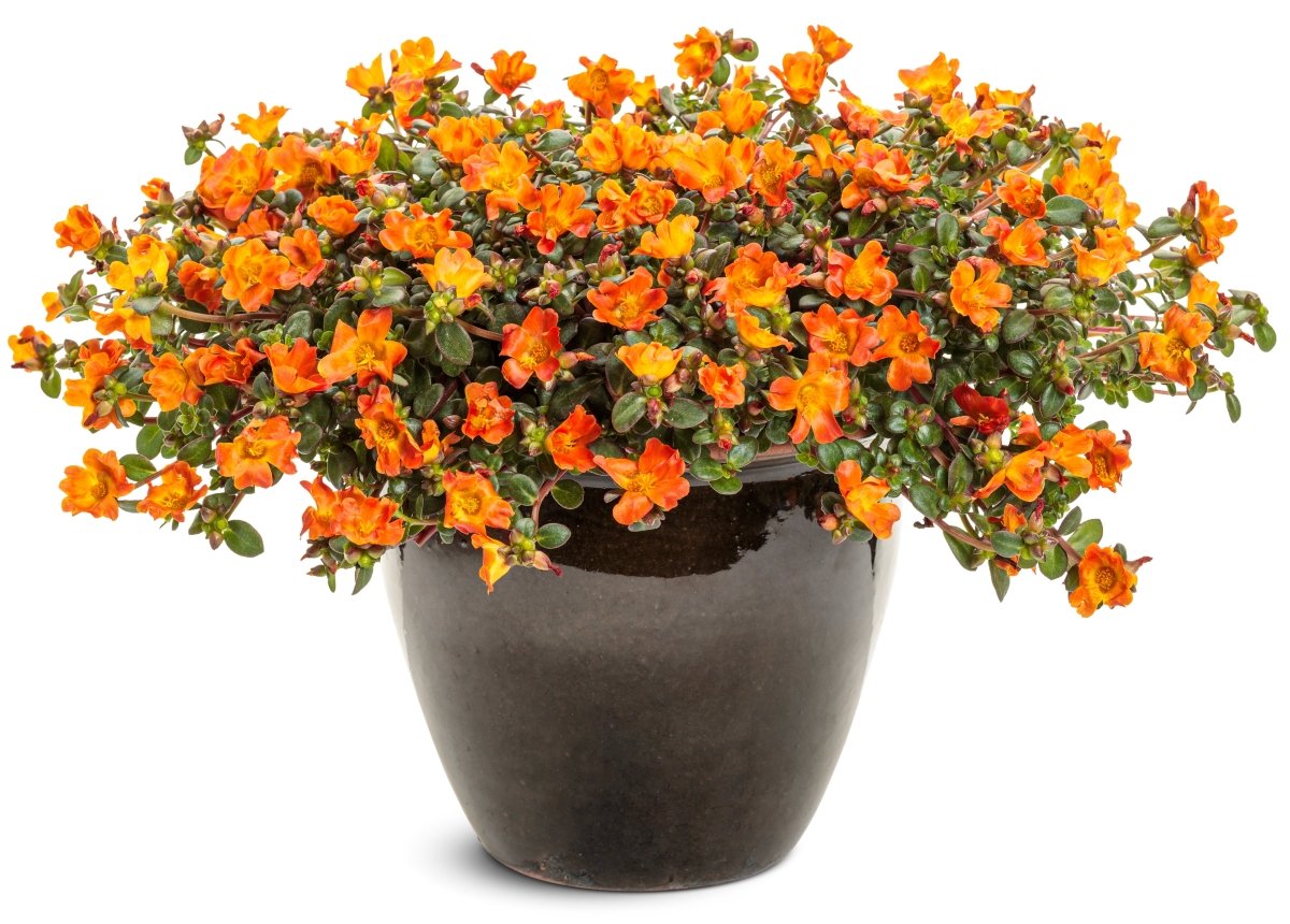 Mojave Tangerine Purslane - LandscapeDirect