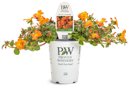 Mojave Tangerine Purslane - LandscapeDirect