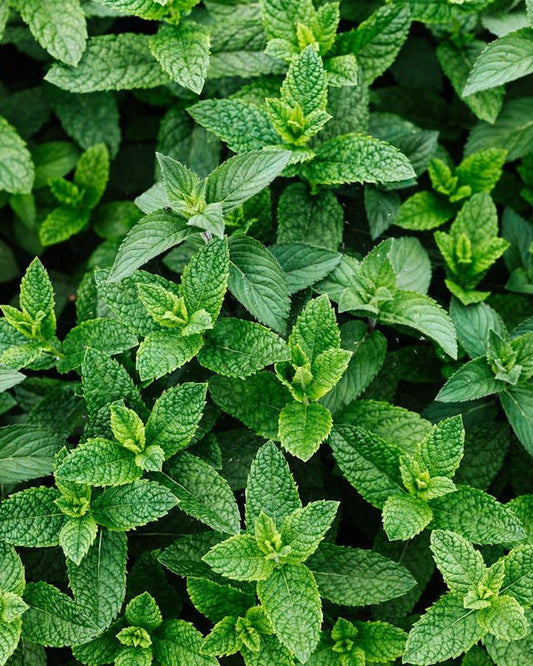 Mojito Mint - LandscapeDirect
