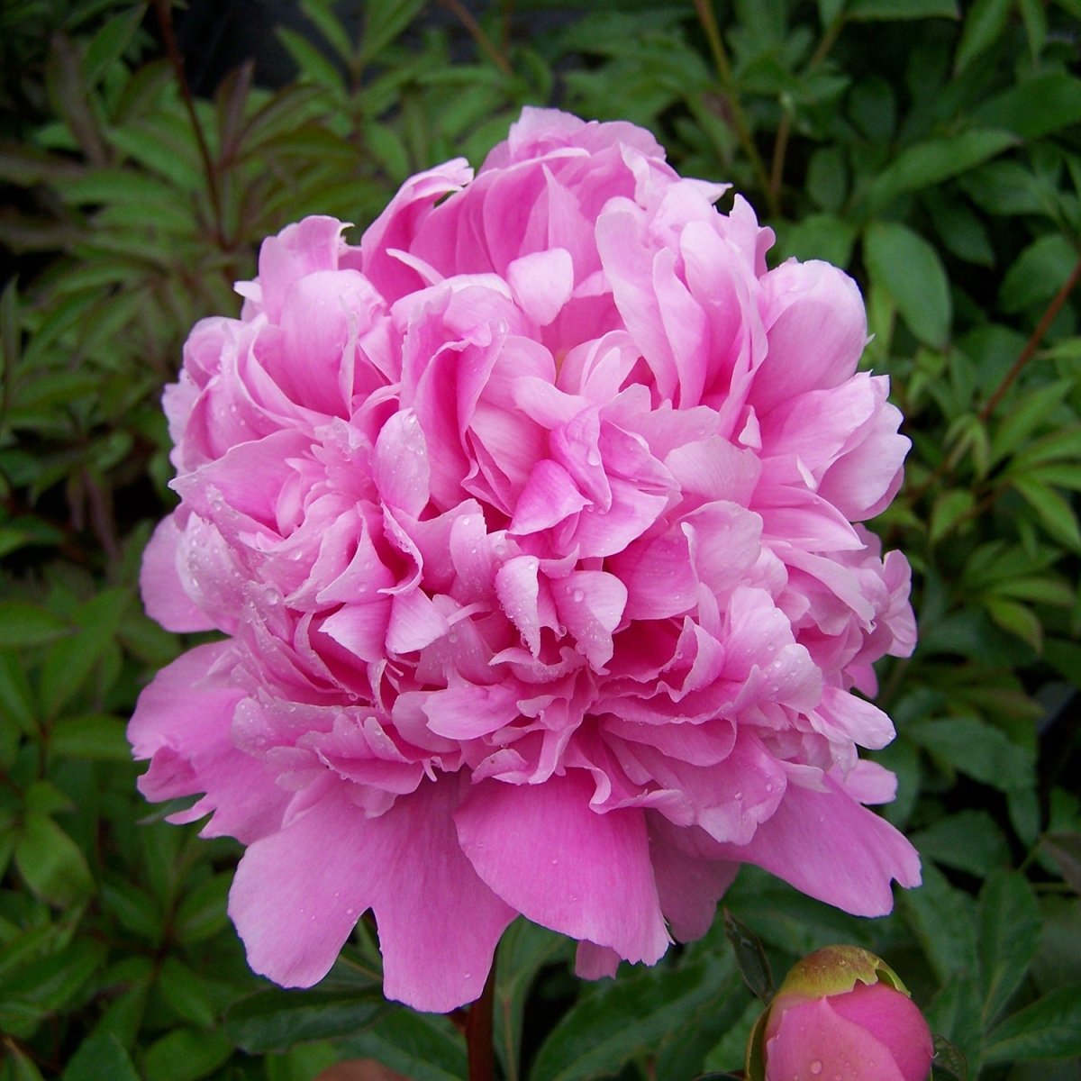 Monsieur Jules Elie Peony - LandscapeDirect