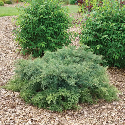 Montana Moss Juniper - LandscapeDirect
