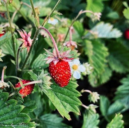Montana Strawberry - LandscapeDirect
