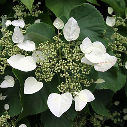 Moonlight Climbing Hydrangea - LandscapeDirect
