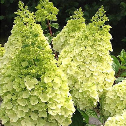 Moonrock Hydrangea - LandscapeDirect