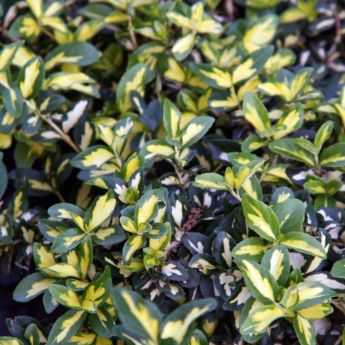 Moonshadow Euonymus - LandscapeDirect