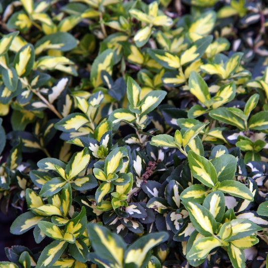 Moonshadow Euonymus - LandscapeDirect