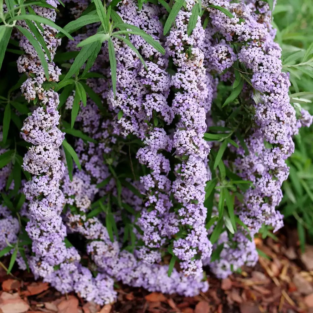 Mop Top Butterfly Bush - LandscapeDirect