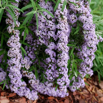 Mop Top Butterfly Bush - LandscapeDirect