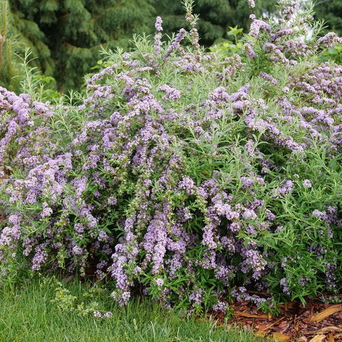 Mop Top™ Fountain Butterfly Bush - LandscapeDirect