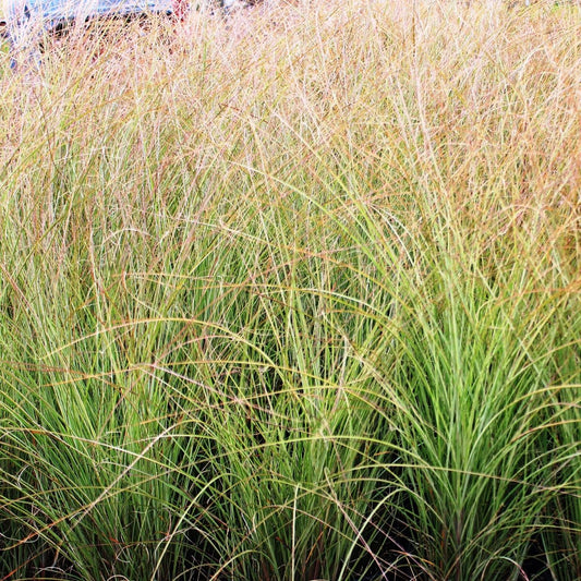 Morning Light Maiden Grass - LandscapeDirect