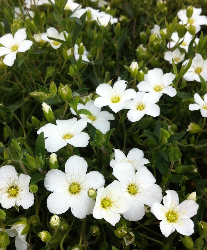 Mountain Sandwort - LandscapeDirect