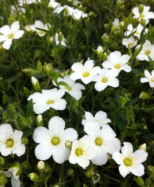 Mountain Sandwort - LandscapeDirect