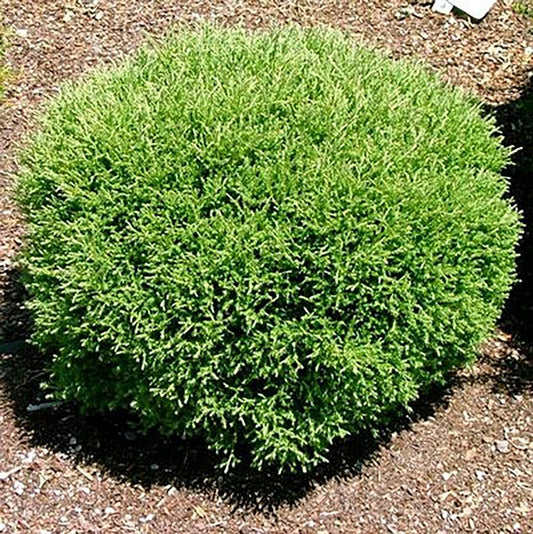 Mr. Bowling Ball Arborvitae - LandscapeDirect