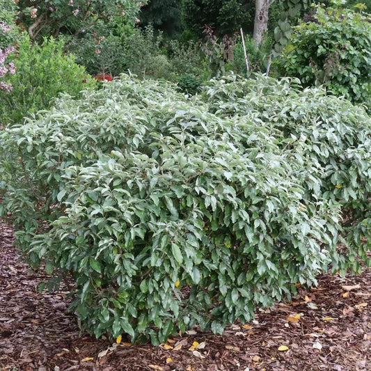 Mr. Smooth Seedless Silverberry - LandscapeDirect