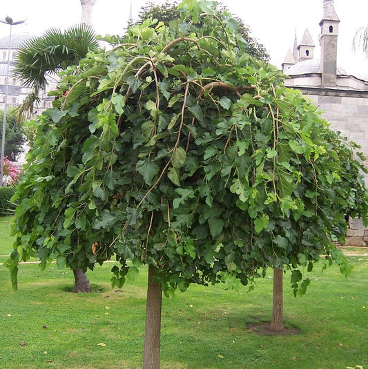 Weeping Mulberry (Fruitless)