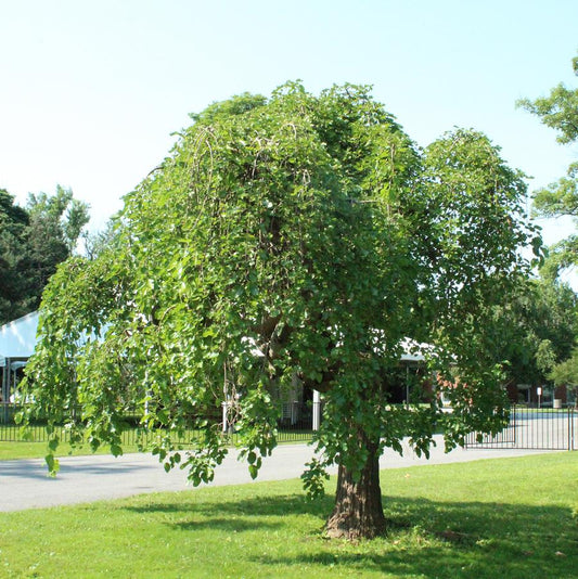 Weeping Mulberry (Fruiting)