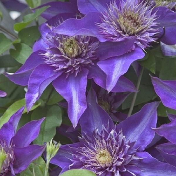 Multiblue Clematis - LandscapeDirect