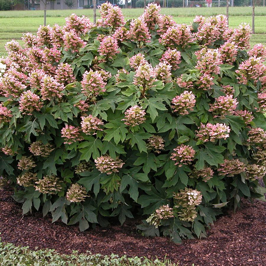 Munchkin Oakleaf Hydrangea - LandscapeDirect