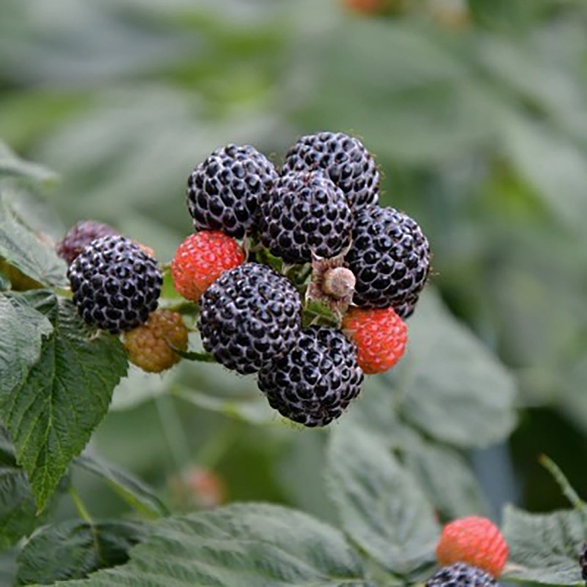 Munger Black Raspberry - LandscapeDirect