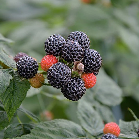 Munger Black Raspberry - LandscapeDirect