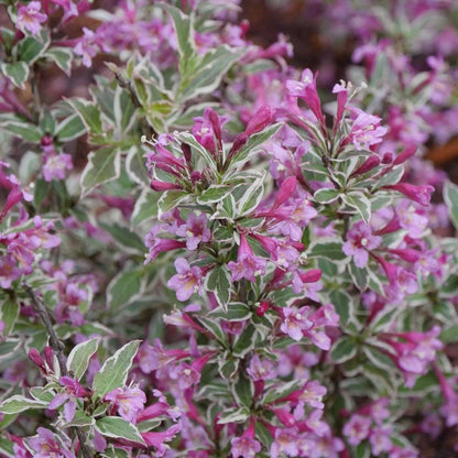 My Monet Purple Effect Weigela - LandscapeDirect