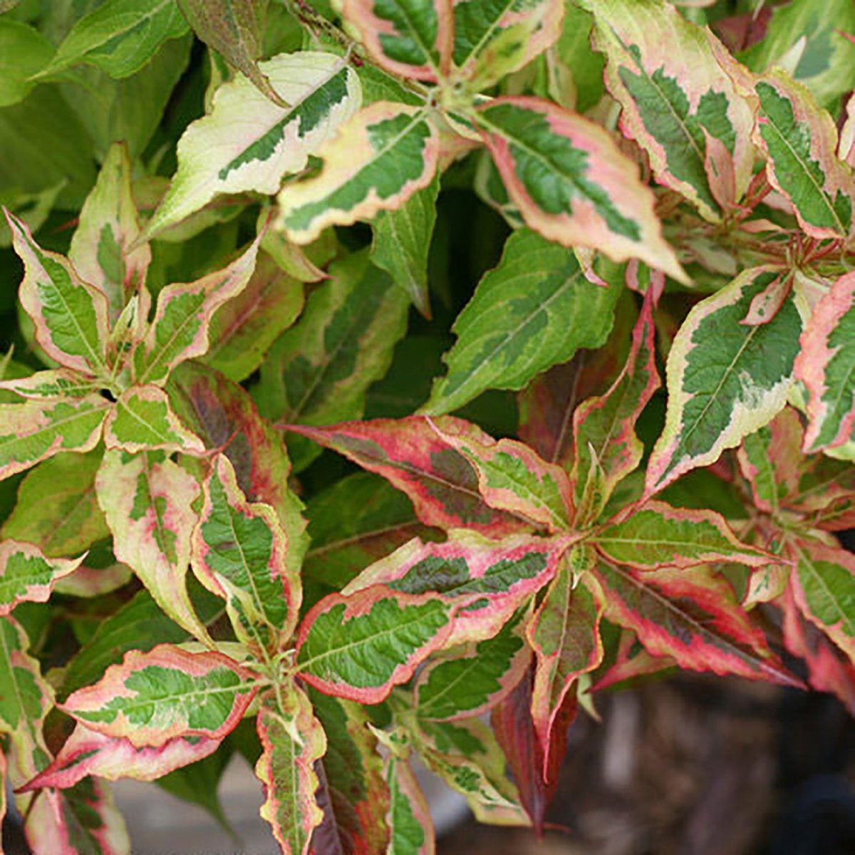My Monet Sunset Weigela - LandscapeDirect