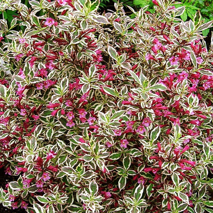 My Monet Weigela - LandscapeDirect