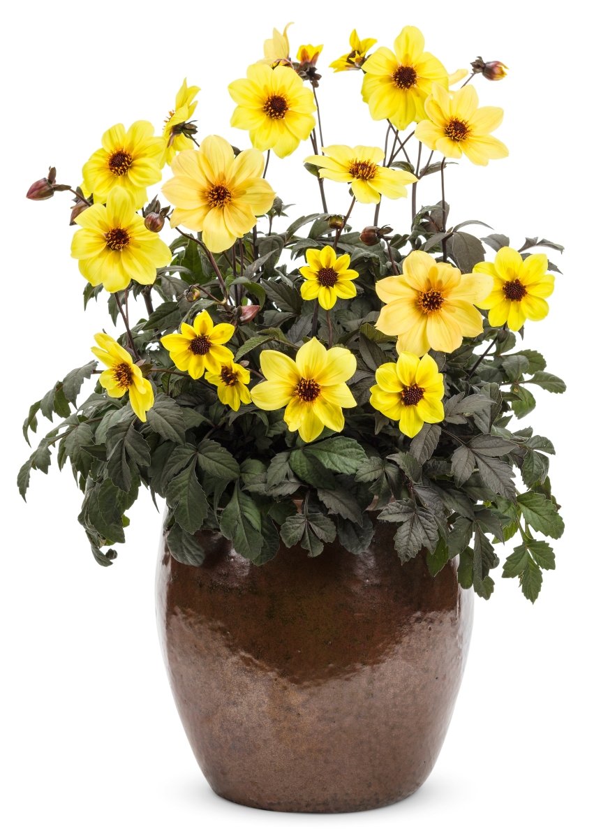 Mystic: Illusion Dahlia - LandscapeDirect